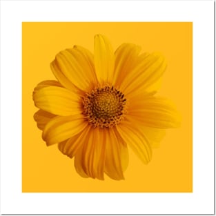 Yellow Sun Flower Posters and Art